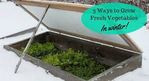 Grow Fresh Vegetables In Winter