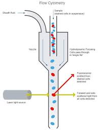 Overview Of The Flow Cytometer Flow Cytometry Flow Notes