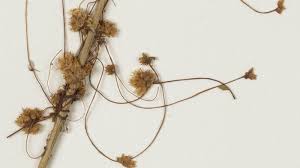 Cuscuta epithymum (L.) L. | Plants of the World Online | Kew Science