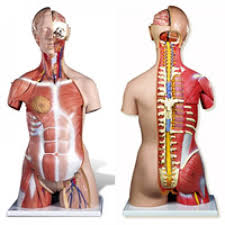 Human torso anatomy models are great for use in the classroom and will make learning the location of doctors and medical instructors employ torso manikins to illustrate the complicated structure and. Dual Sex Muscle Torso Anatomy Model Deluxe 31 Parts Walmart Com Walmart Com