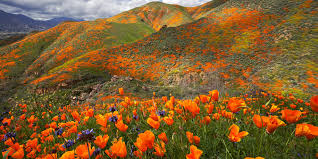 Southwest riverside county energy authority (srcea). This Live Stream Shows Incredible Views Of California S Blooming Poppy Fields Better Homes Gardens