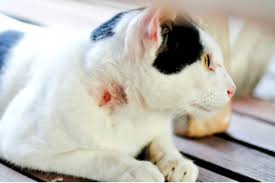 what to do if your cats wound smells
