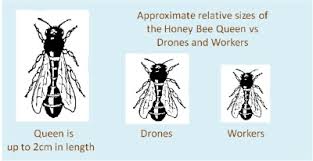 Honey Bee Queen Information And Resources