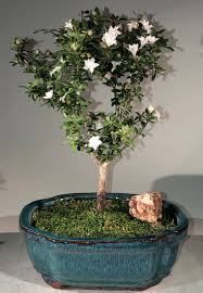 Snow Rose Serissa Bonsai Tree Medium