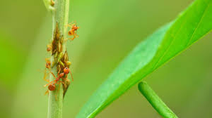 red ants 10 methods for