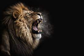 roaring lion images browse 72 412