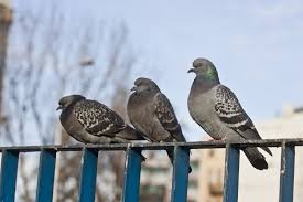 Pigeon colonies look for places to hide and nest and there is no better area better suited for this than the roof. How To Get Rid Of Pigeons Premier Pigeon Control