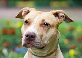 The apbt has evoked more human emotional, rational and irrational response than any other breed that exists today. American Pitbull Terrier Im Rasseportrait Charakter Haltung Pflege