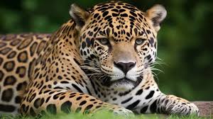 500 jaguar photos pictures and