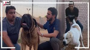 شاهد أخطر ٣ كلاب عملاقة في مصر 🐕‍🦺🦮تلتهم أجزاء قاتلة في هجومها علي البشر  - YouTube