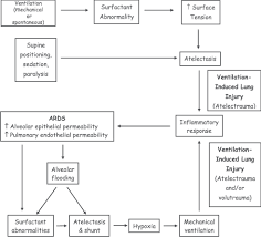 Proposed Pathophysiology Of Ards Download Scientific Diagram