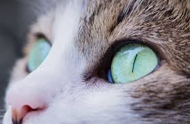 exploring feline eye colors genetics