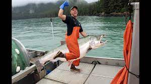 Copper river salmon fishery brings season's first catches, camaraderie — and hope. Commercial Salmon Fishing Se Alaska Good Time Edit Youtube