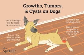 tumors growths and cysts in dogs