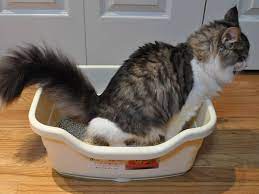 prevent litter box problems in cats