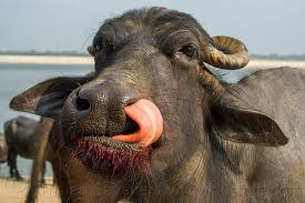 Image result for cow sticking tongue out