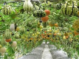 10 Vegetable Gardens Using Vertical