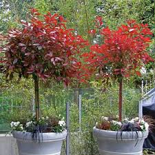 Photinia Topiary Tree | Photinia Red Robin Standard