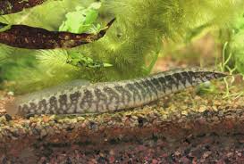 Half Banded Spiny Eel Macrognathus Circumcinctus Fish Guide