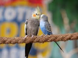 parrots sitting on rope kissing free