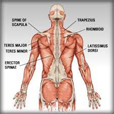 In the upper body muscles you have shoulder (deltoids and traps), back (lats, middle back and lower back), arms (biceps, triceps and forearms), chest (major and minor pectoralis) and abdomen muscles. The Anatomy Of The Back Muscles Bodybuilding Wizard