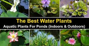 Maybe you would like to learn more about one of these? The Best Water Plants Aquatic Plants For Ponds Indoors And Outdoors