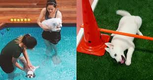 For working parents, who do not want to leave their pets at home, we also offer flexible day care services that will include meals and play time. Cocomomo Malaysian Affordable Luxury Pet Boarding Hotel