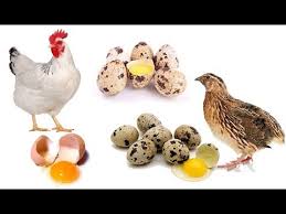 Quail Eggs Vs Chicken Eggs
