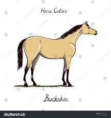 Horse Color Chart On White Equine Stock Vector 535357336