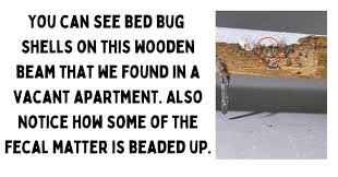 do bed bugs live in wood can bed bugs