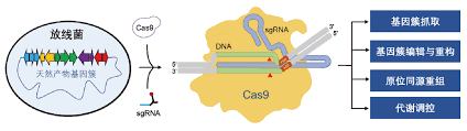 crispr cas9 gene editing system