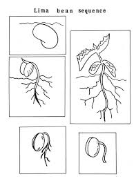 Seed Life Cycle Coloring Pages For Children Charts