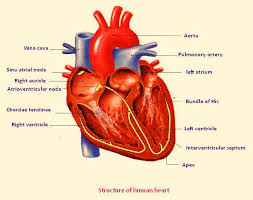 Unlabelled Diagram Of The Heart Cliparts Co