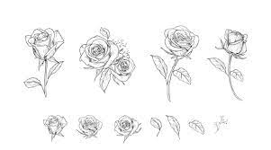 rose drawing images free on