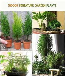 Living Plants For Miniature Gardens