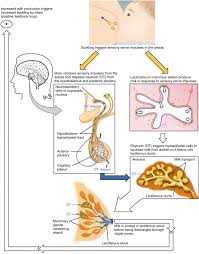 Lactation Anatomy And Physiology Ii