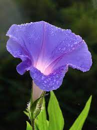 Tanaman merambat tumbuh dengan kecepatan tinggi dan akhirnya menghasilkan bunga. Pokok Bunga Seri Pagi Wikipedia Bahasa Melayu Ensiklopedia Bebas