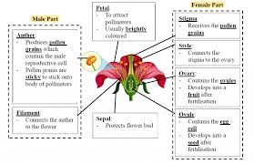 reion in plants pollination and