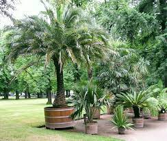 Potted Palm Trees Outdoors