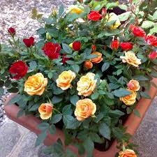 Fresh Fast Growth Rose Plants For