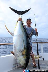 Worlds Largest Yellowfin Tuna Pelagic Gear