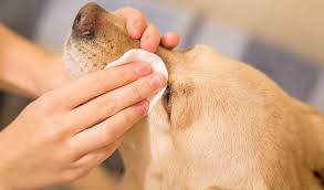 dog eye infection home remes