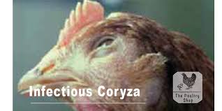 Infectious Coryza – The Poultry Shop