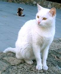 Bildergebnis für weiße katzen