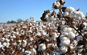 Where is the Best Places to Live in Cotton Plant Rankings?