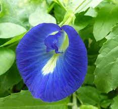 Pois Bleu – Clitoria Ternatea – Butterfly Pea – Les Plantes de Gen
