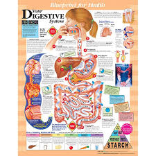 Anatomical Chart Company Blueprint For Health Your