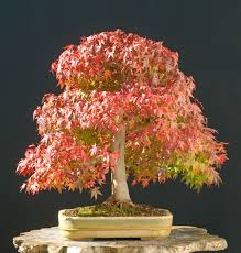 how to grow anese maple bonsai trees