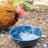 can-chickens-drink-water-with-dirt-in-it