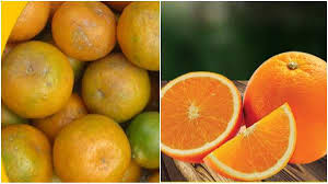 Indian Orange : क्या आपने इन 5 संतरों का स्वाद चखा ? जानिए जीआई टैग वाले नारंगी की खासियत | orange farming gi tag to orange in india health benefits - Hindi Oneindia